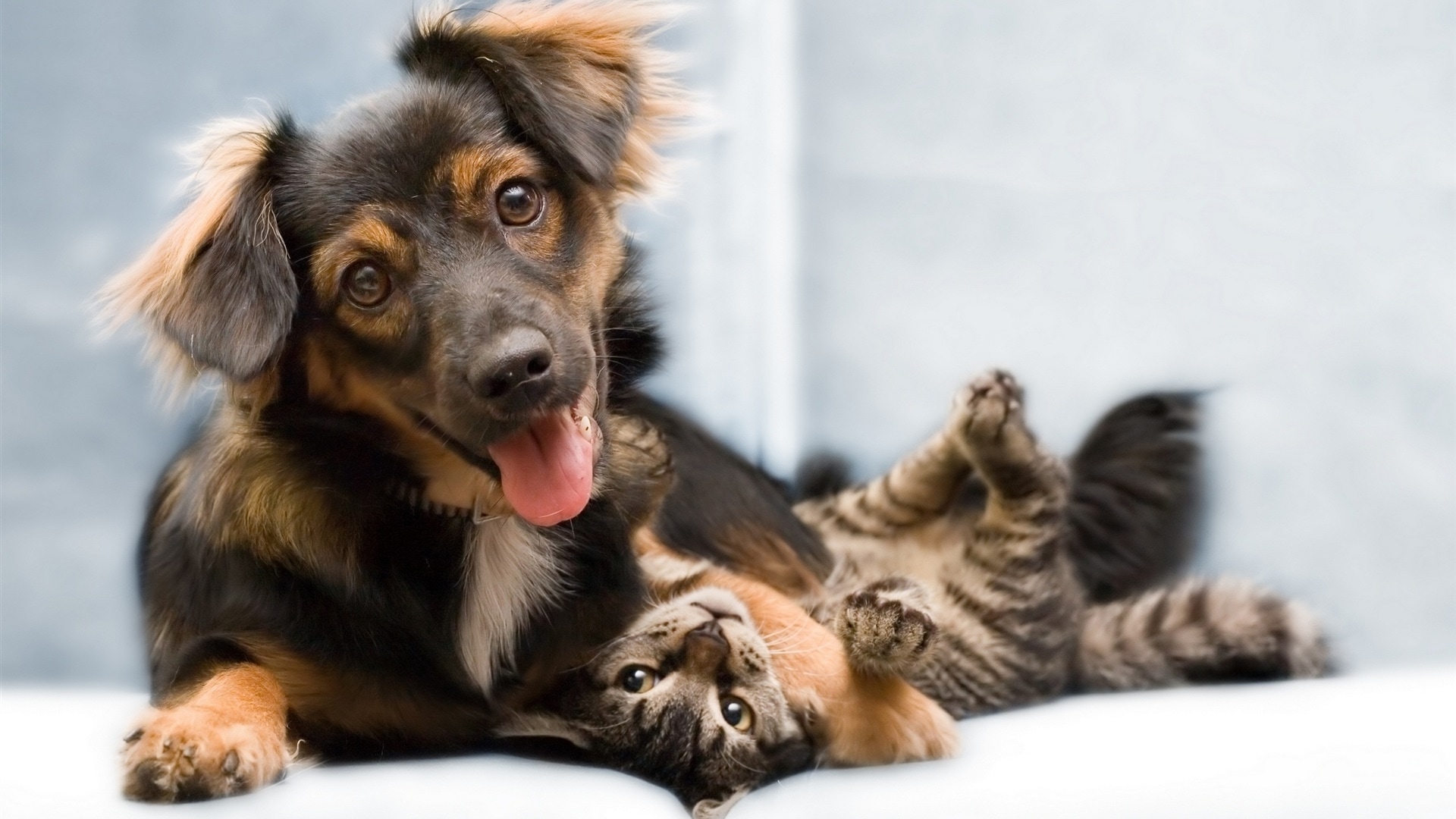 Dogs enjoying daycare together