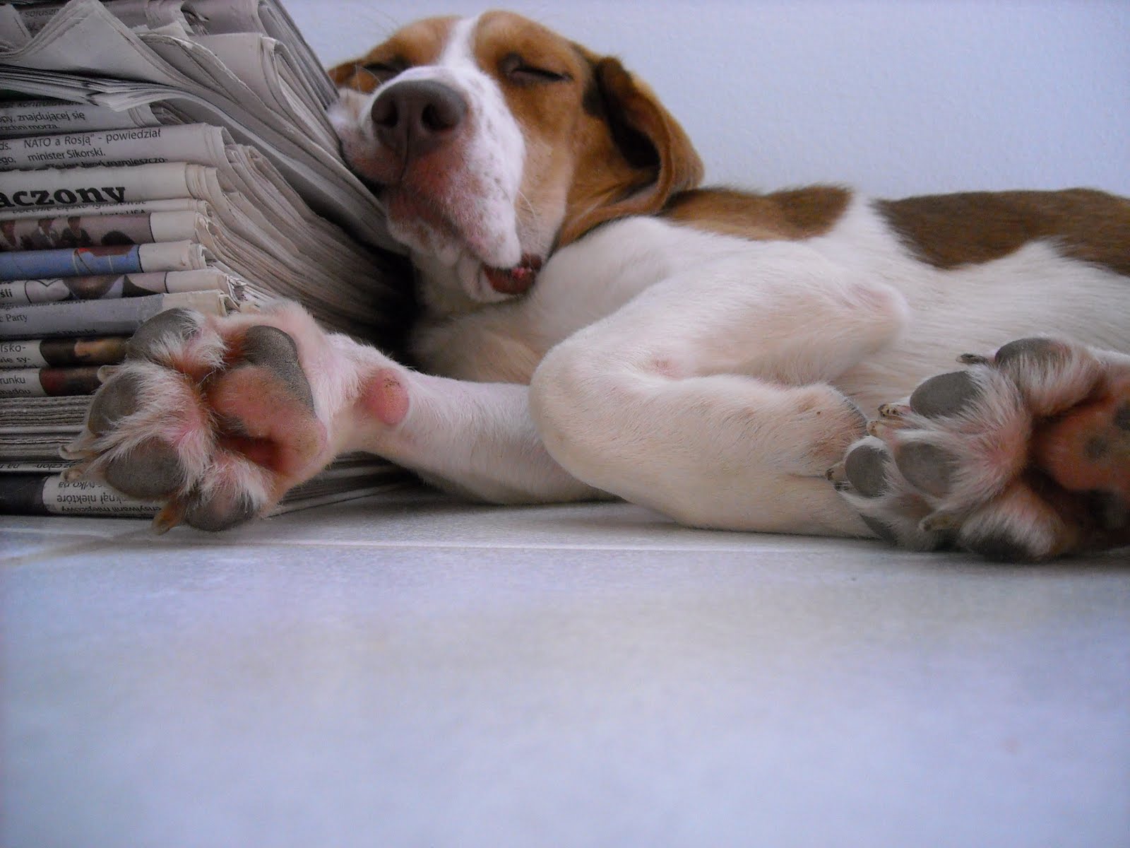 Dog resting comfortably in a home environment