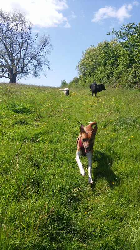 A happy Dog Days customer