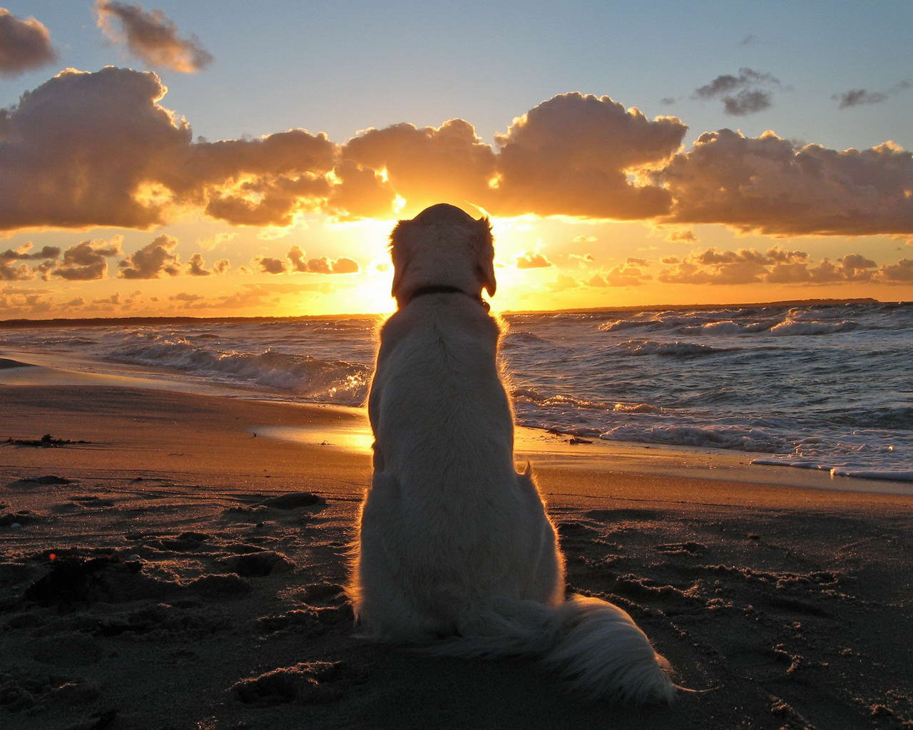 A dog sitting on the beach watching a golden sunset over the sea